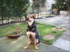 Süßer verspielter 6 Jahre junger Schäferhund-Huskymix zu verschenken