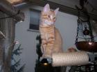 Kater Louis Vermisst
