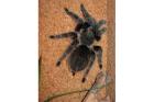 Kraushaarvogelspinne Brachypelma albopilosum mit/ohne Terrarium abzugeben