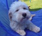 Hundesalon El Bonito Hundepflege Styling