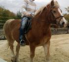Hafi sucht