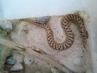 Heterodon nasicus Anery. Gongylophis colubrinus abzugeben