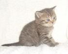 Süße BKH Kitten in verschiedenen fraben mit Papiere